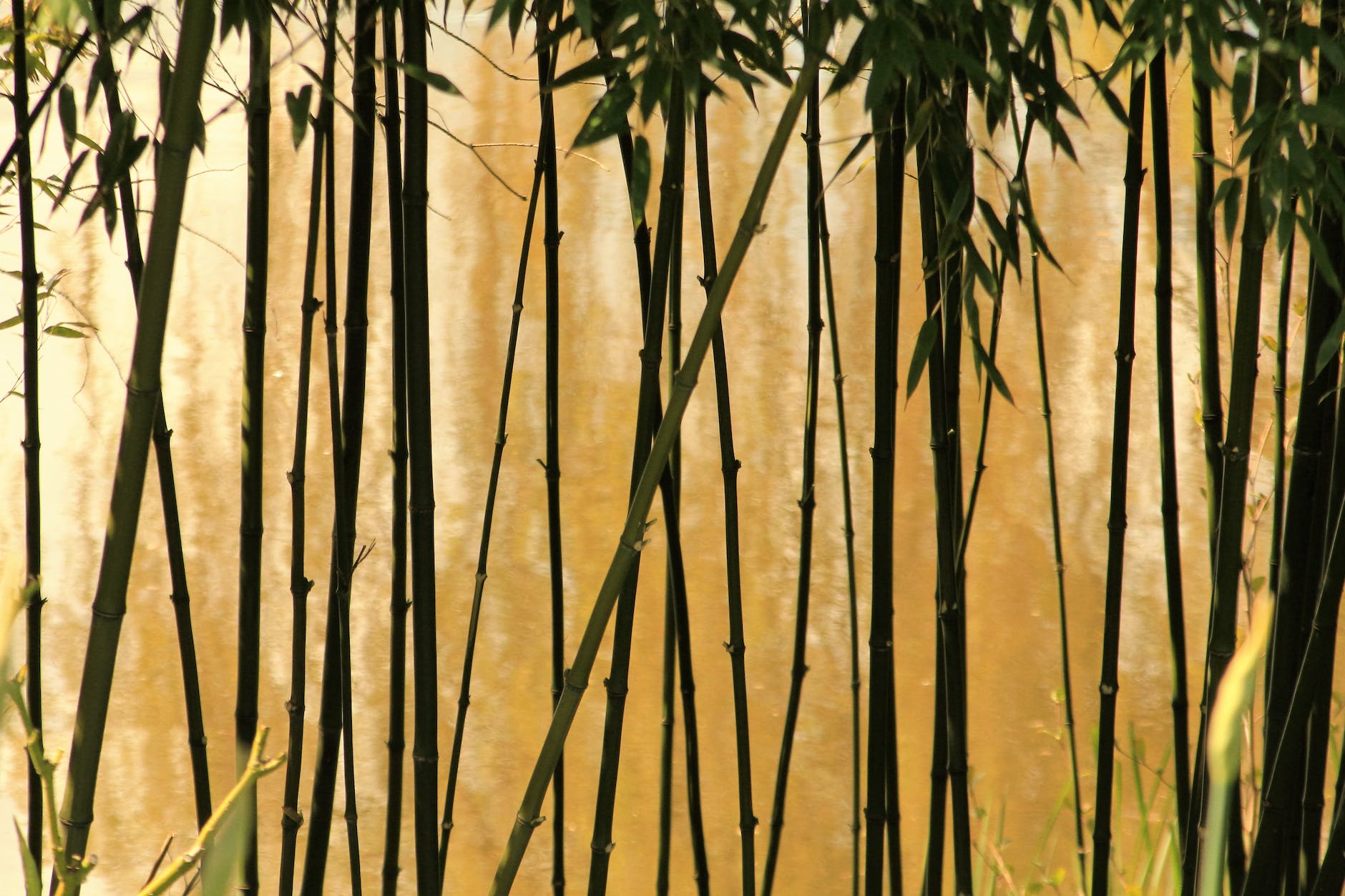 selective photography of bamboo trees