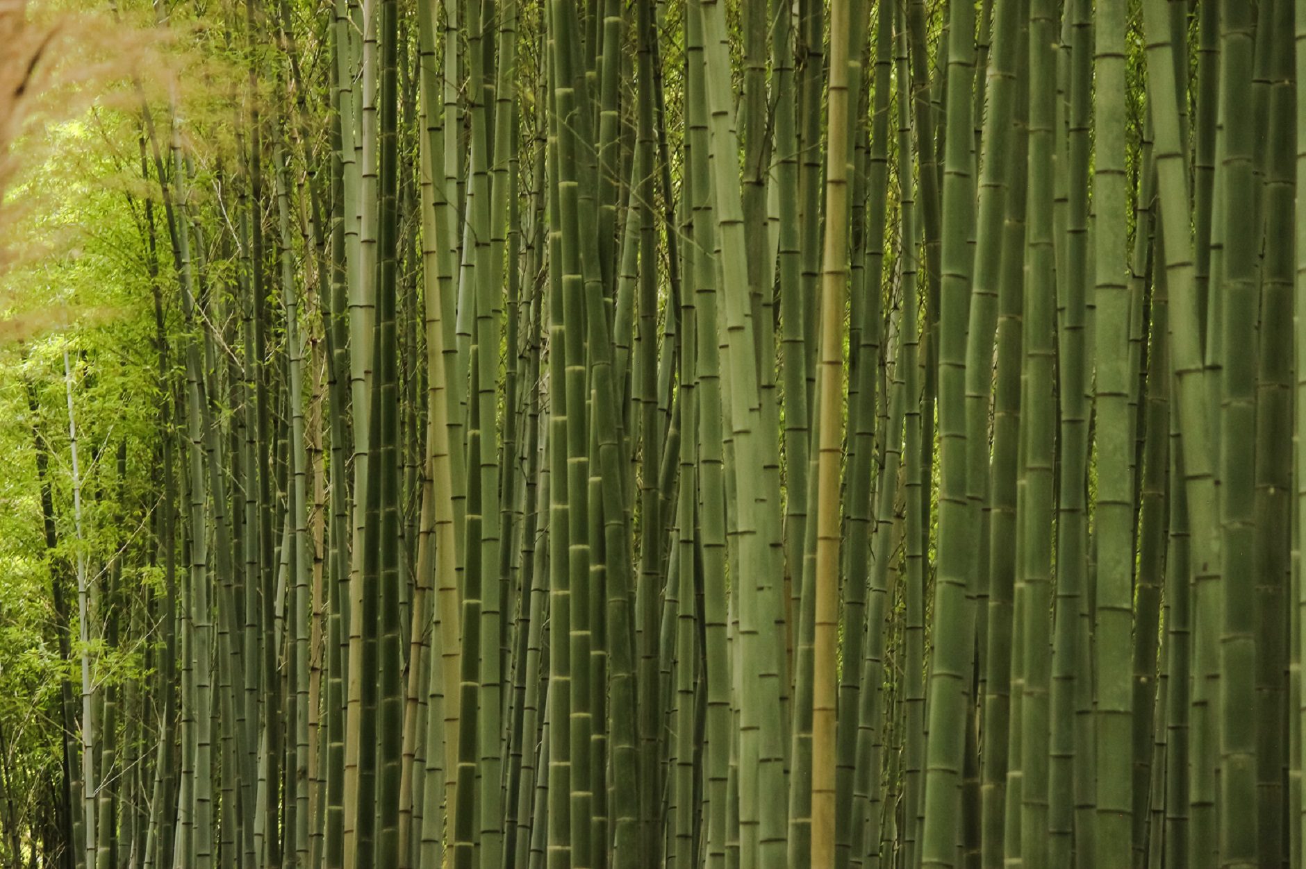 Bamboo’s Global Footprint: Tracking its Growth from Asia to Europe