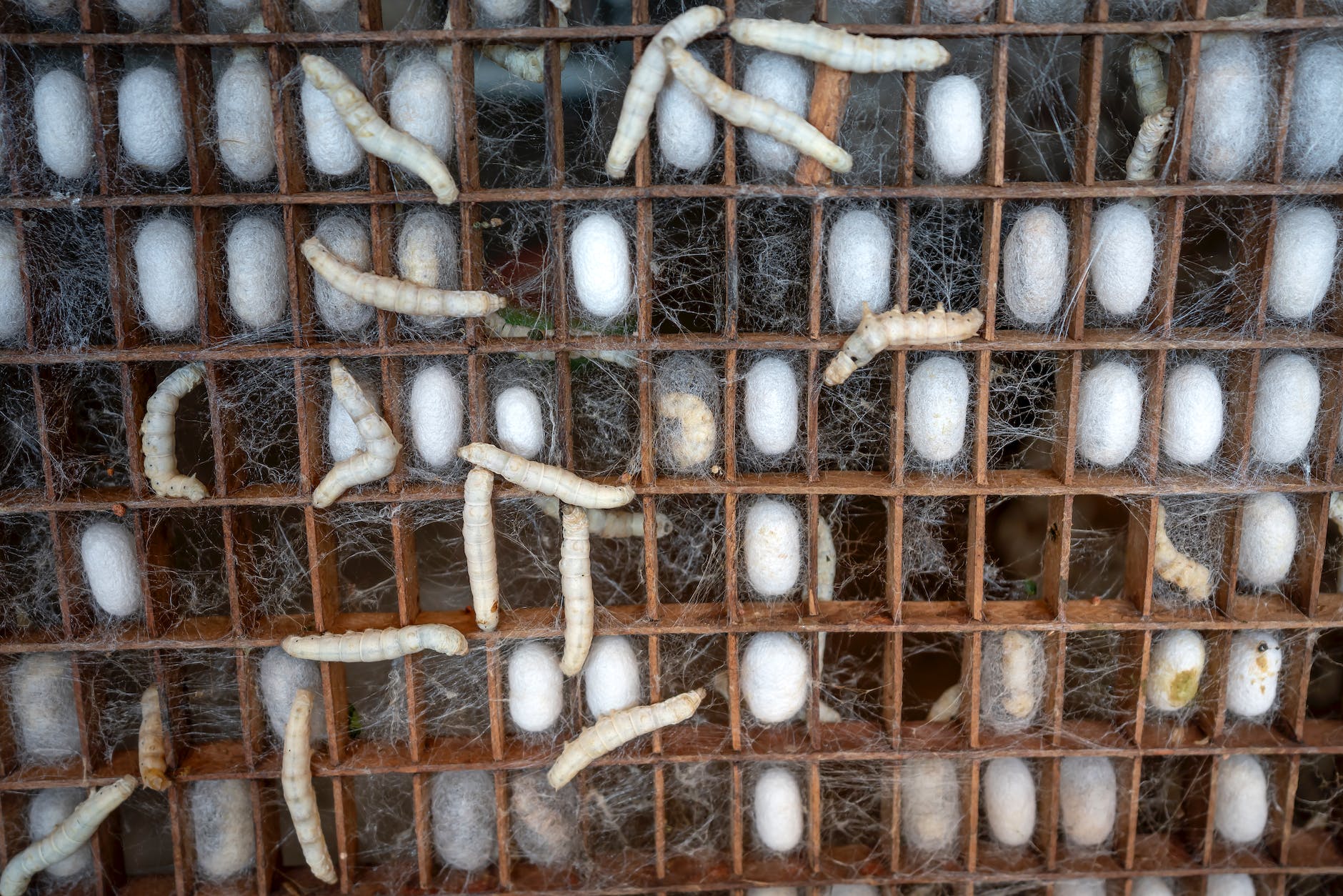 larvae of silkworms in factory