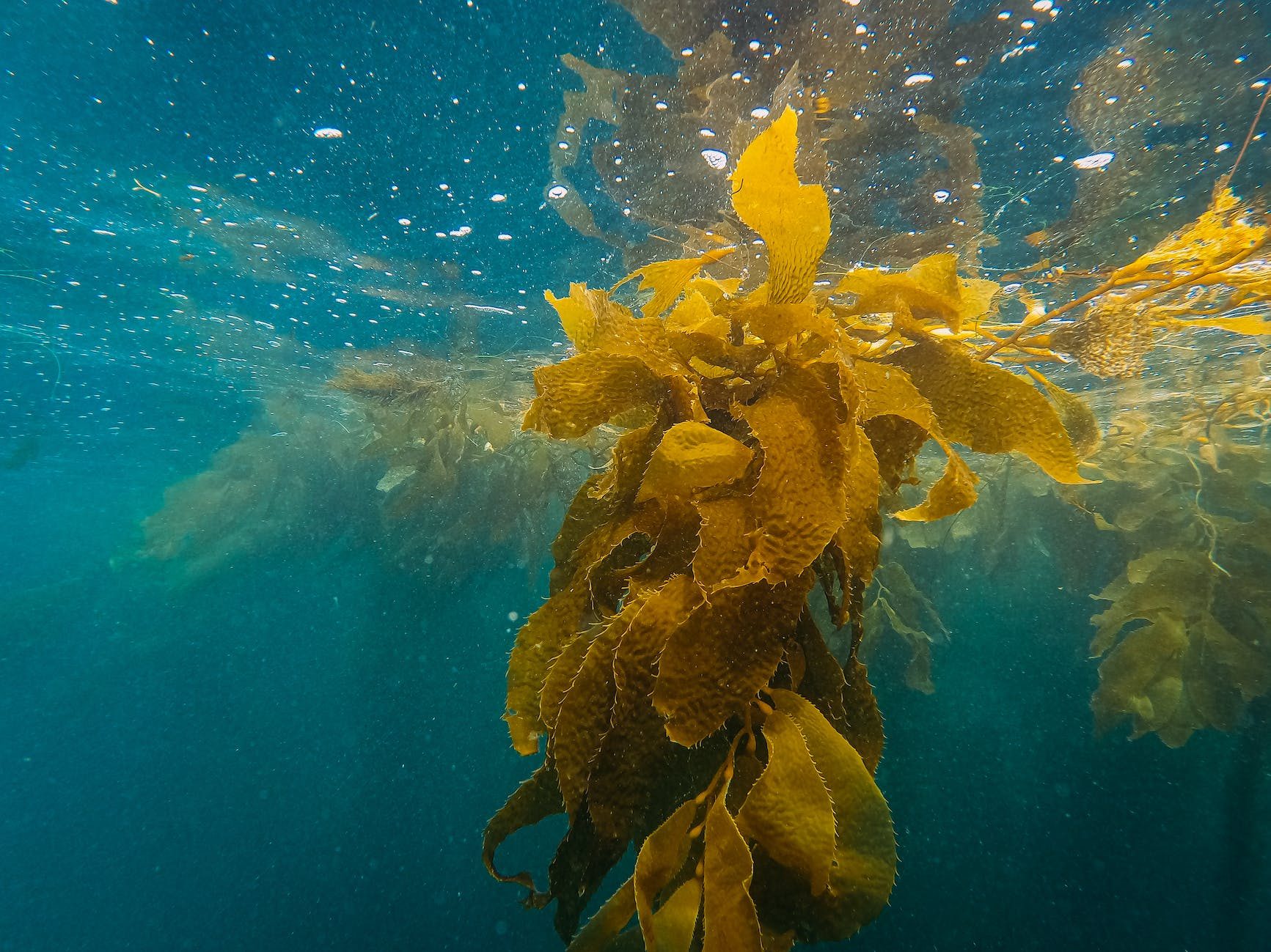 kelp plant under water